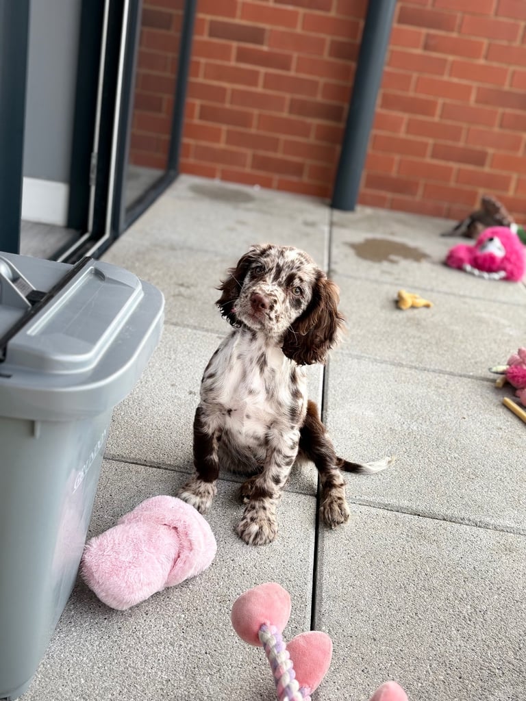 Female cocker spaniel 