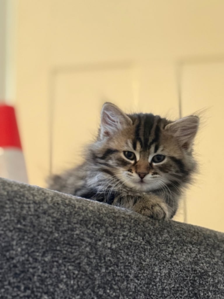 Beautiful 2-Month-Old Tabby Kittens Looking for Loving Homes