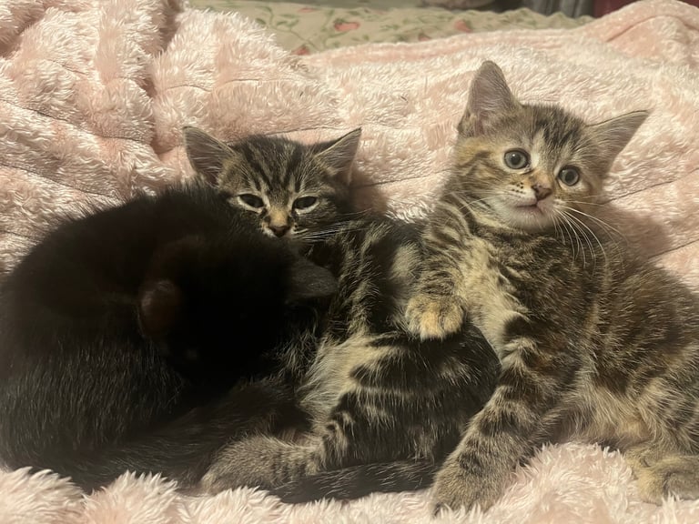 beautiful kittens 