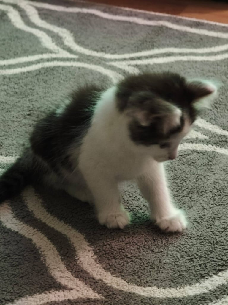 8 week kitten comes with everything 