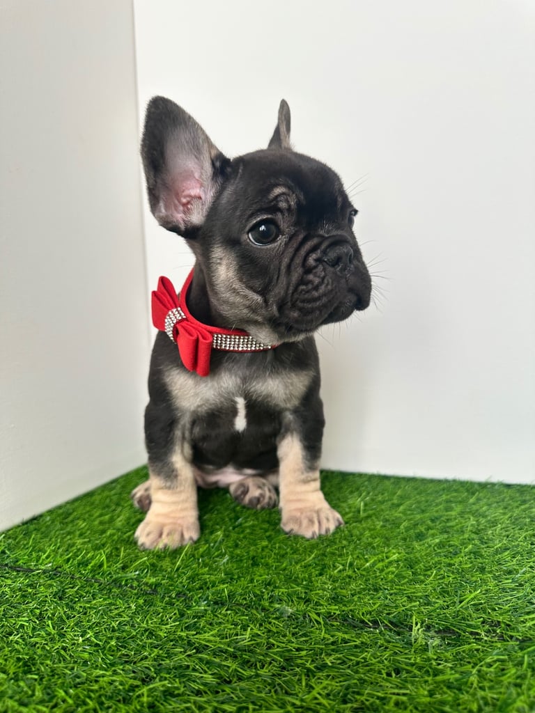 5 French bulldog puppies 