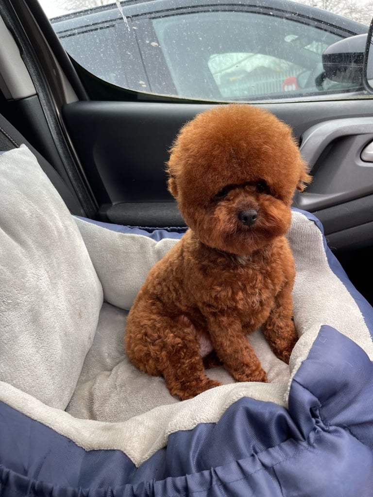 Miniature Asian toy Jackapoo puppys