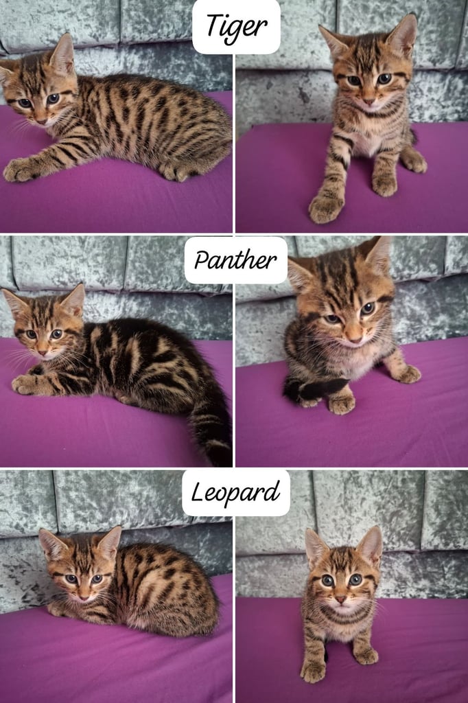 image for 3 cute half Bengal kittens