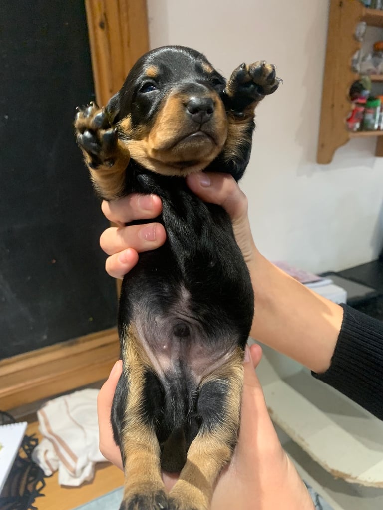 Dachshund boy puppies