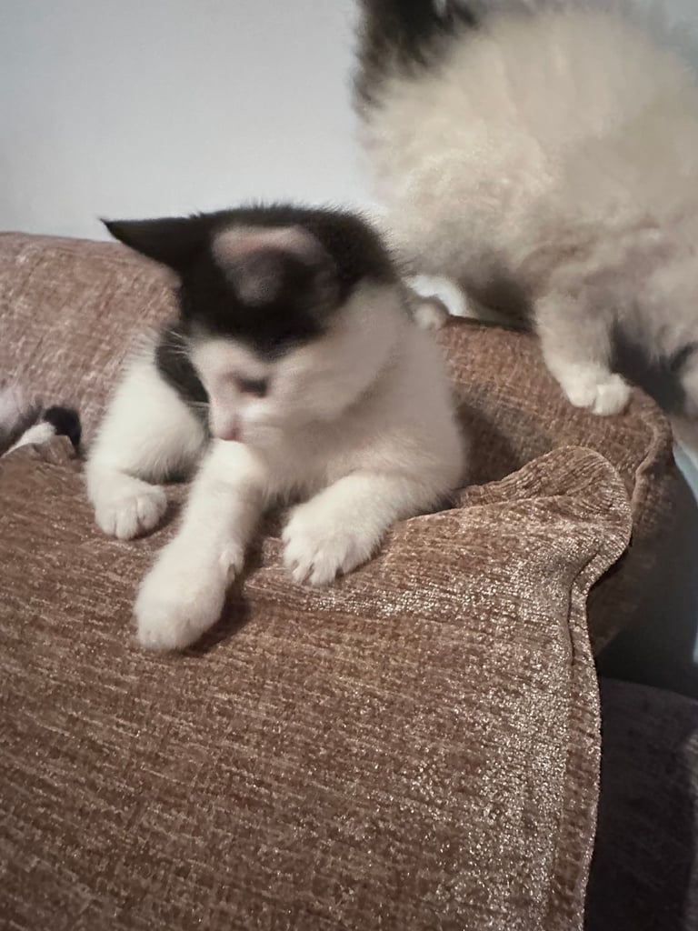 🐾 Adorable Kittens for  Sale🐾