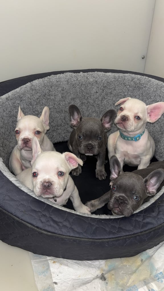 6 beautiful kc reg French bull dogs 💙