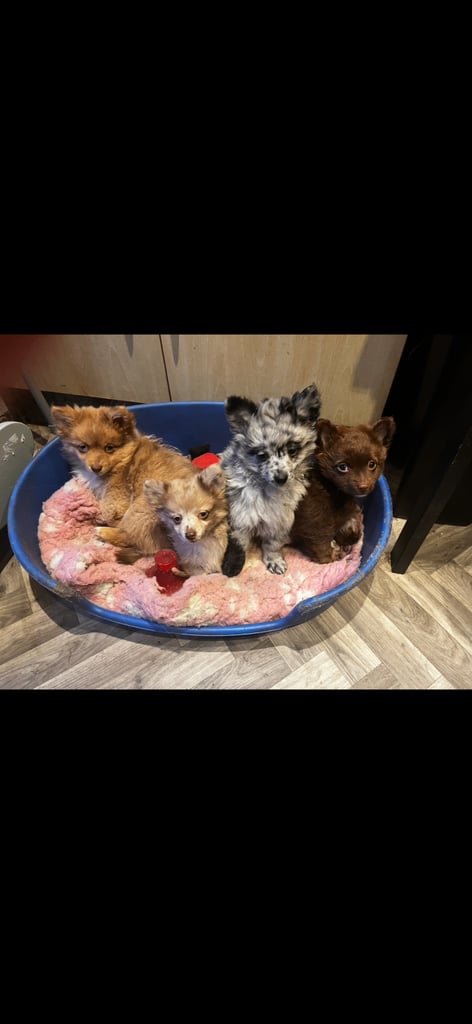 Gorgeous pomeranian puppies