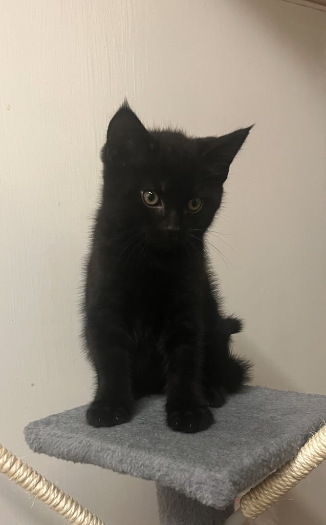 🐾 Gorgeous Male Kittens Looking for Loving Homes 🐾