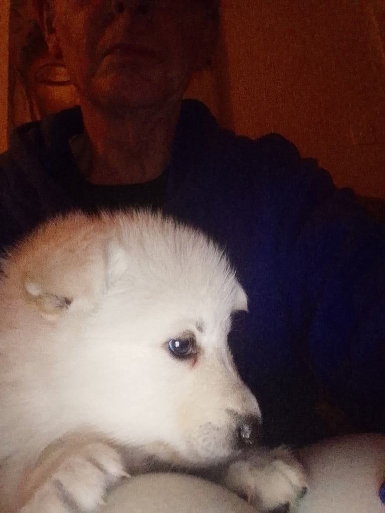 Northern Inuit X apricot German shepherd puppie