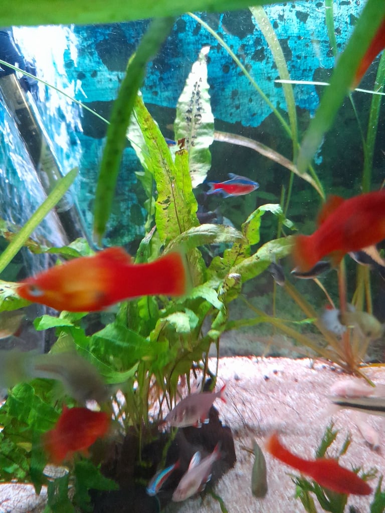 Tropical fish for sale 