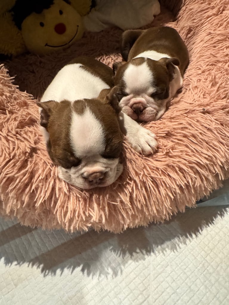 Boston Terrier pups 