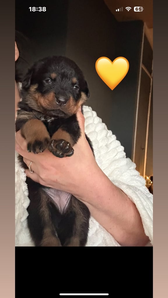 Beautiful Rottweiler pups