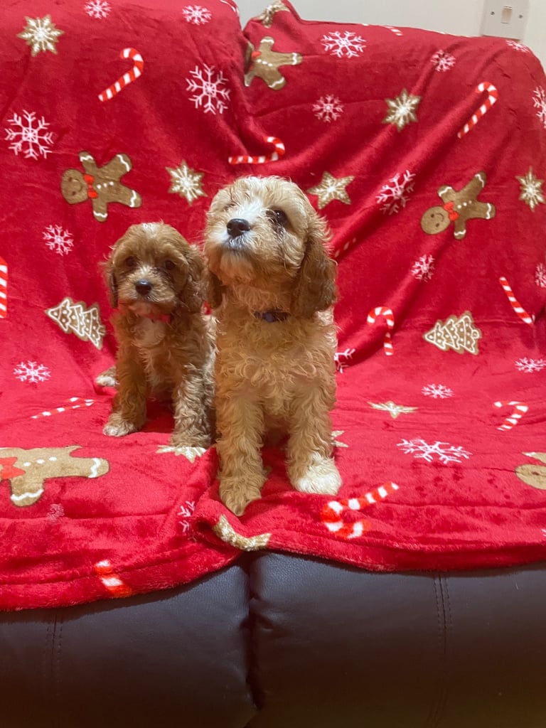 🐶🐶Beautiful fluffy Cavapoo puppies 🐶 🐶