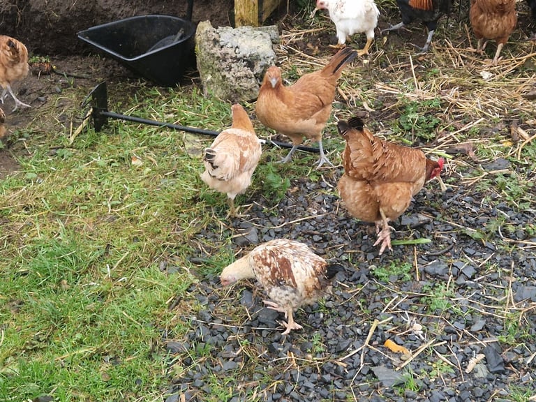 HENS CHICKENS £15 EACH