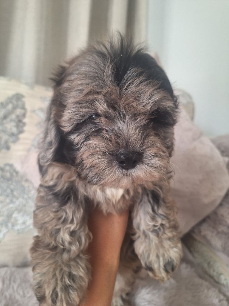 Shihpoo 