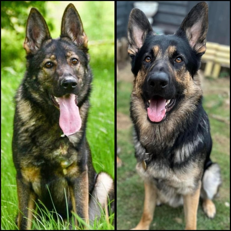 Stunning German Shepard Litter, Only 5 Girls Left!