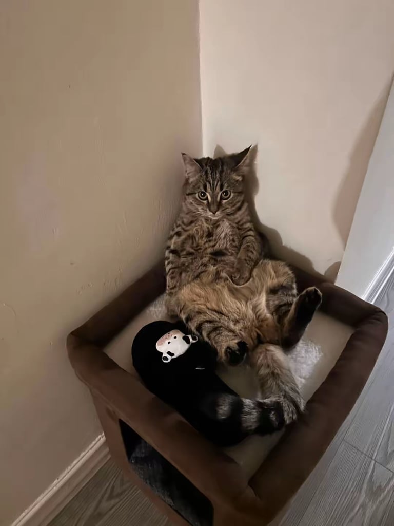 Boy neutered cat