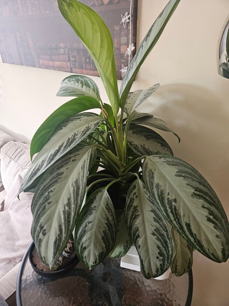 image for Aglaonema Silver Bay