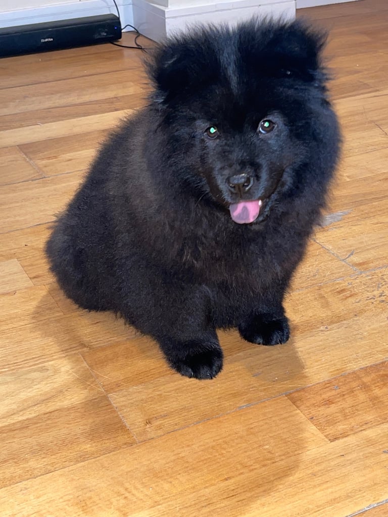 Chowsky 12 week old boy