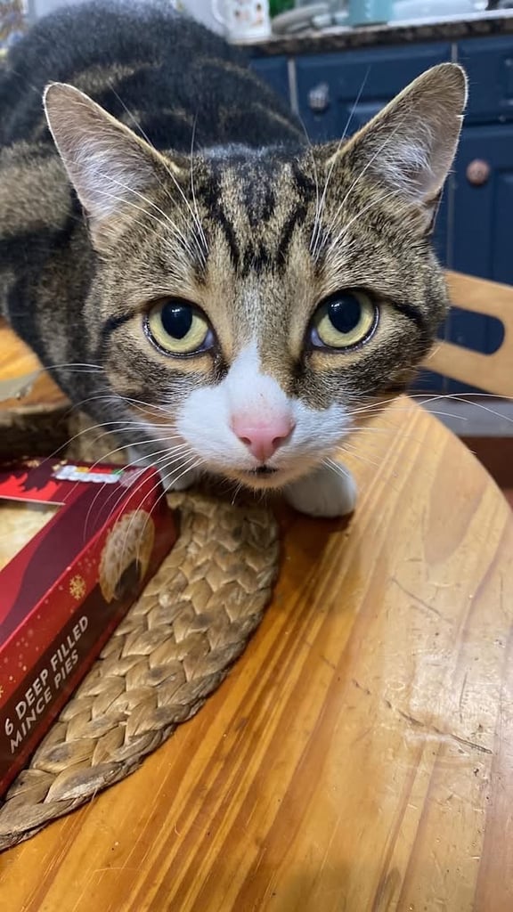 Tabby Cat Draco needs a new home 