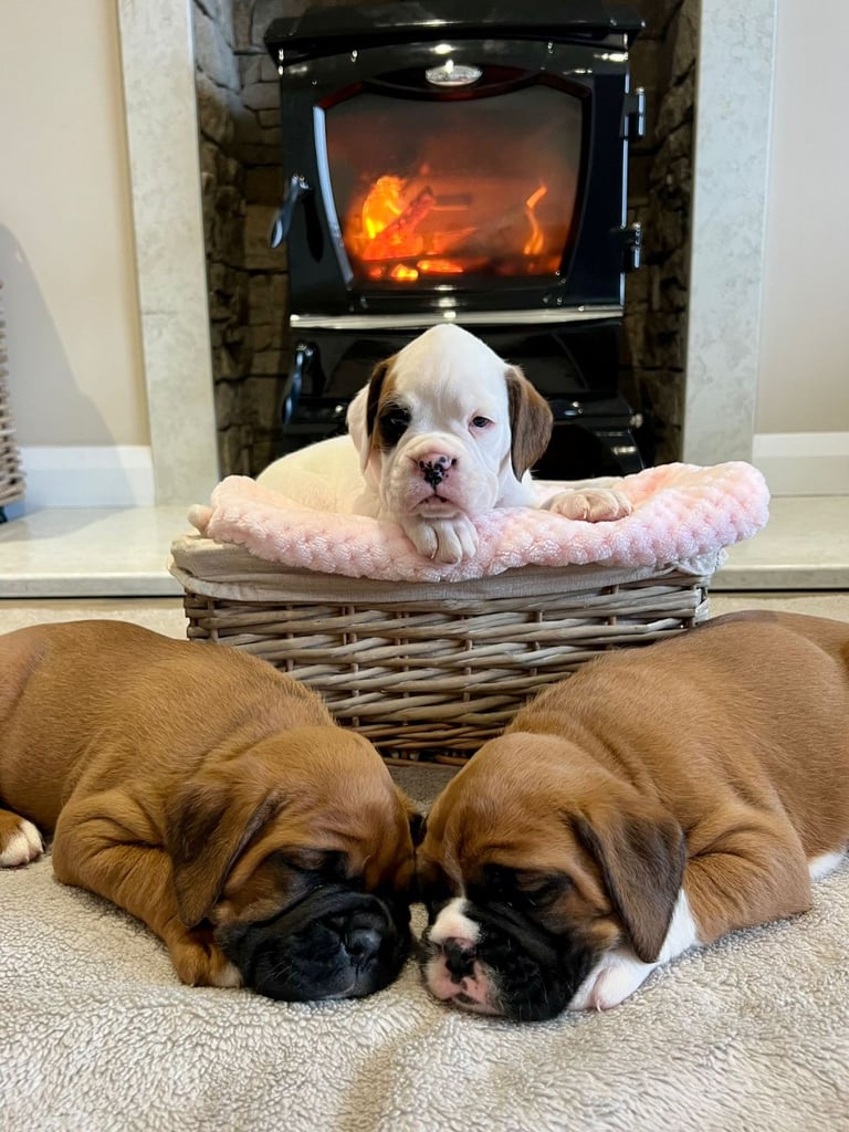 *Boxer puppies for sale*