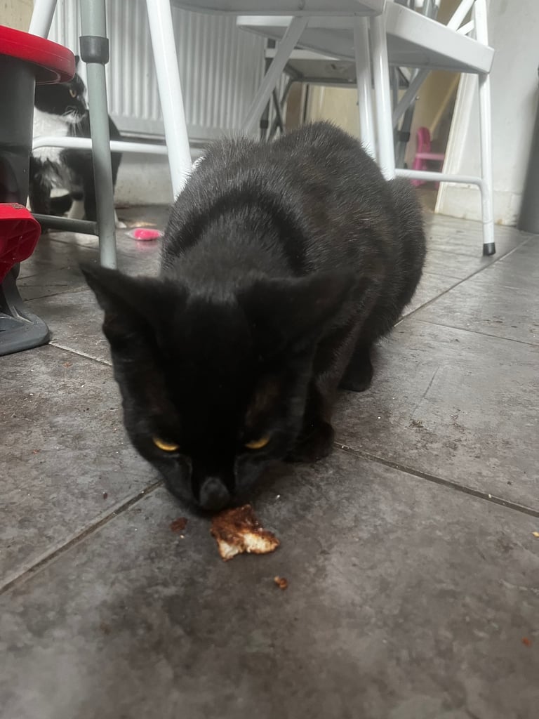 Kitten & cats for sale 