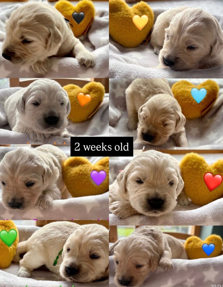 Golden Retriever puppies for sale 