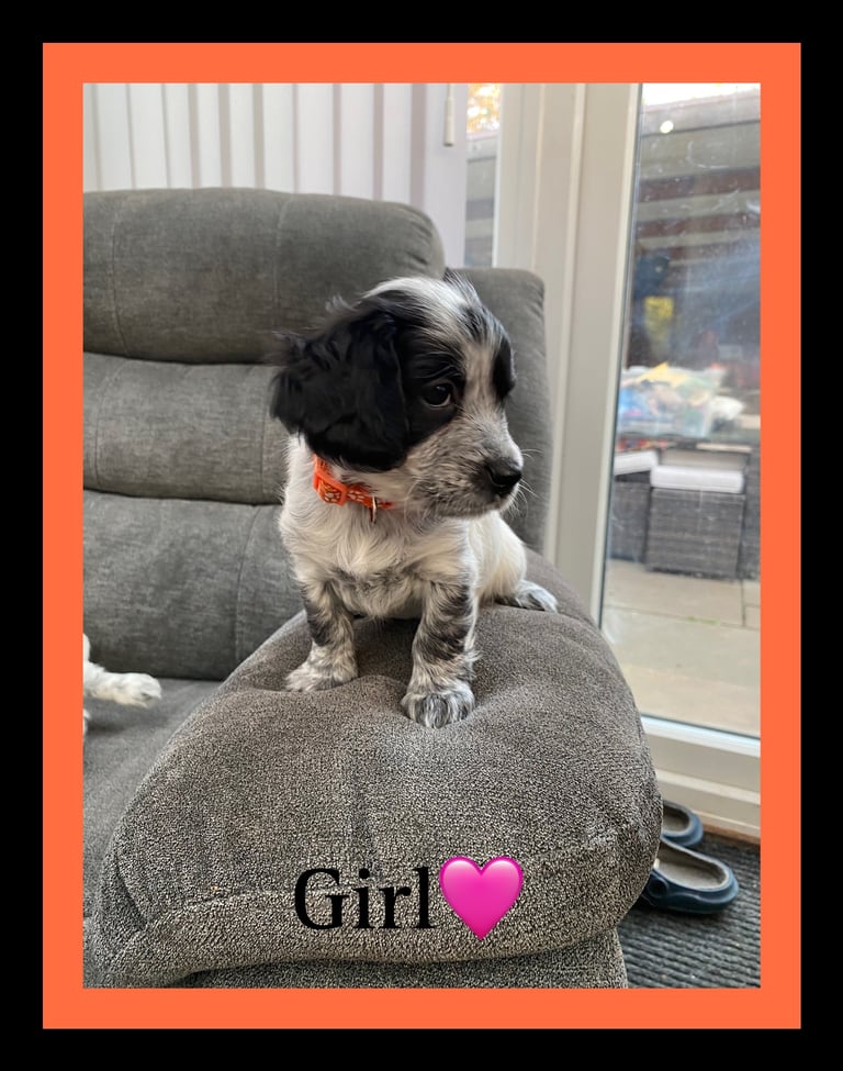 Sprocker Spaniel Puppies 
