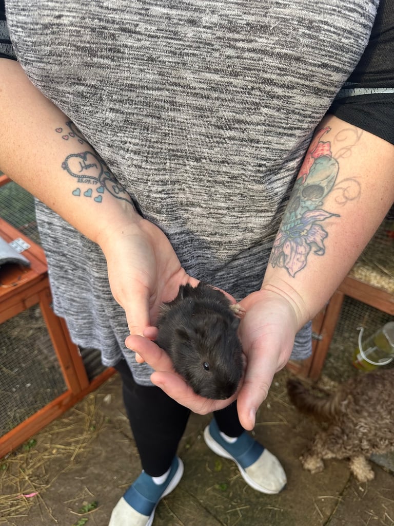 Male guinea pig babies 