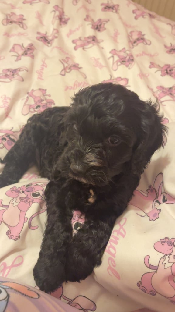 9 week old sproodle 
