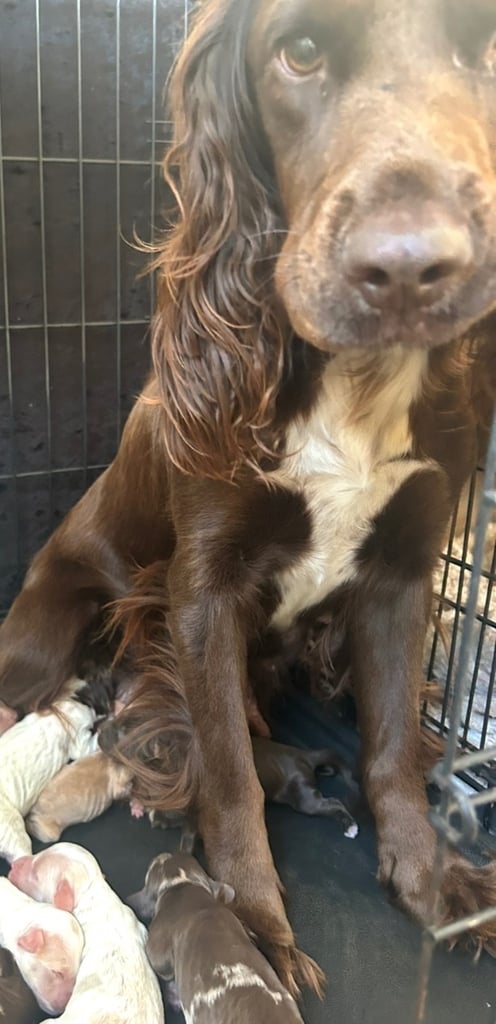 Beautiful Cockerpoo Puppies