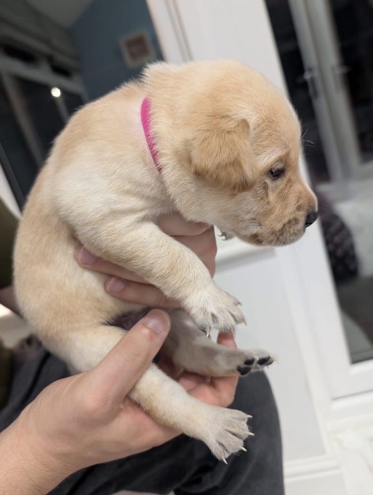 image for Labrador 