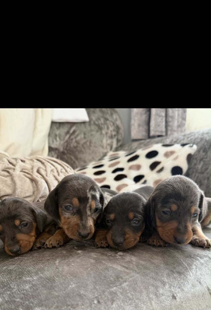 Miniature Dachshunds