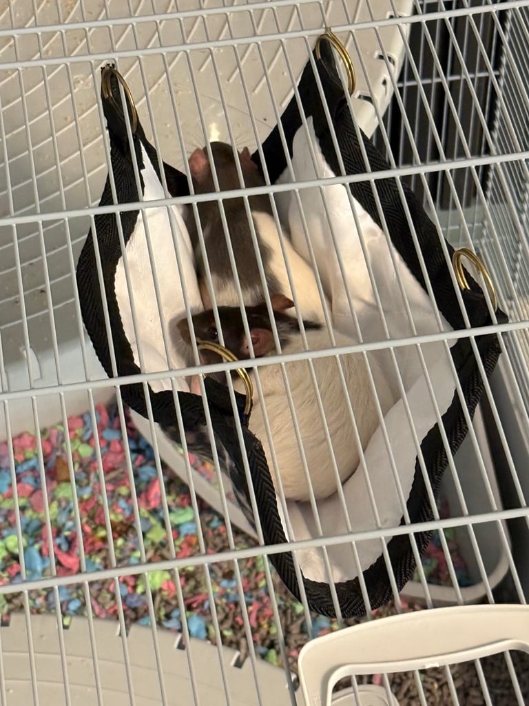 Two male rats