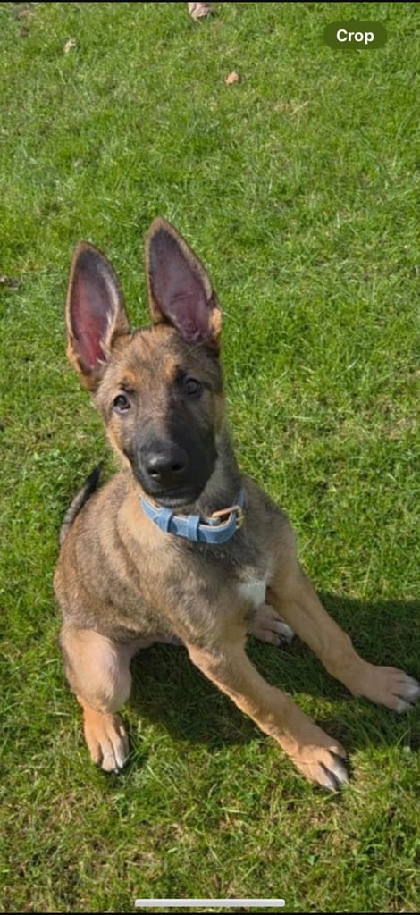 German shepherd mixed with Belgian malinois