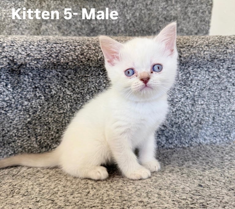 Beautiful British short hair/Ragdoll kittens