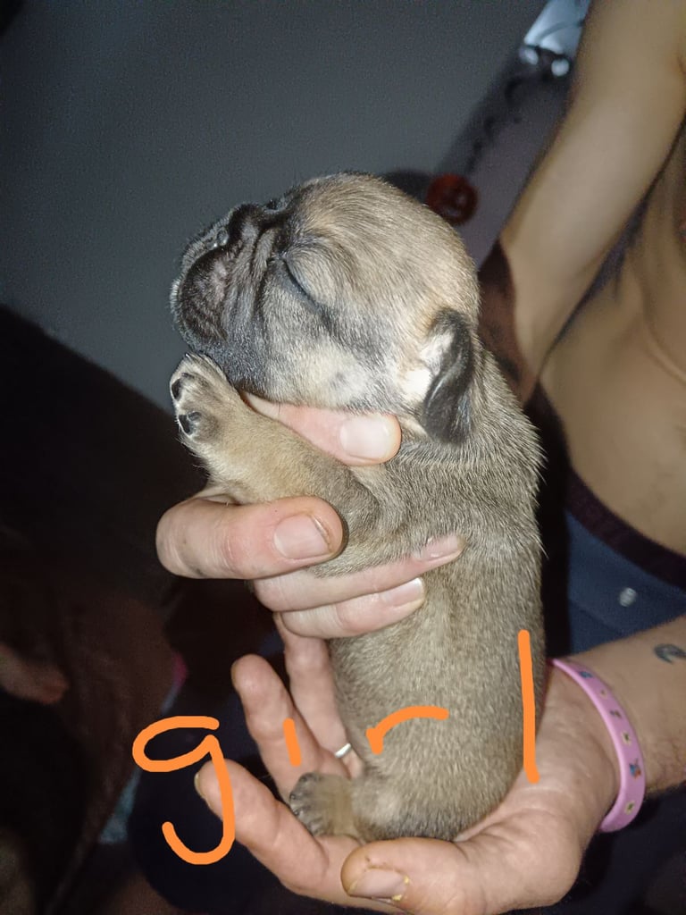 French bulldog only girl  left urgent 