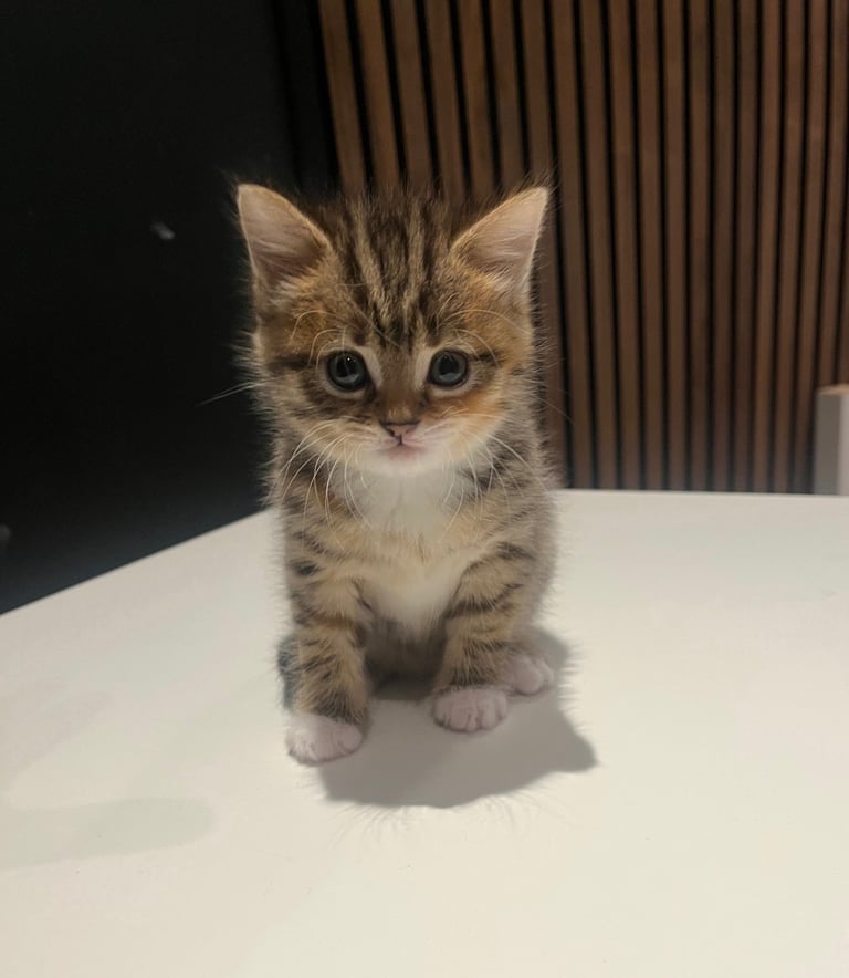 Cute Tabby Girl Kitten 8 weeks old