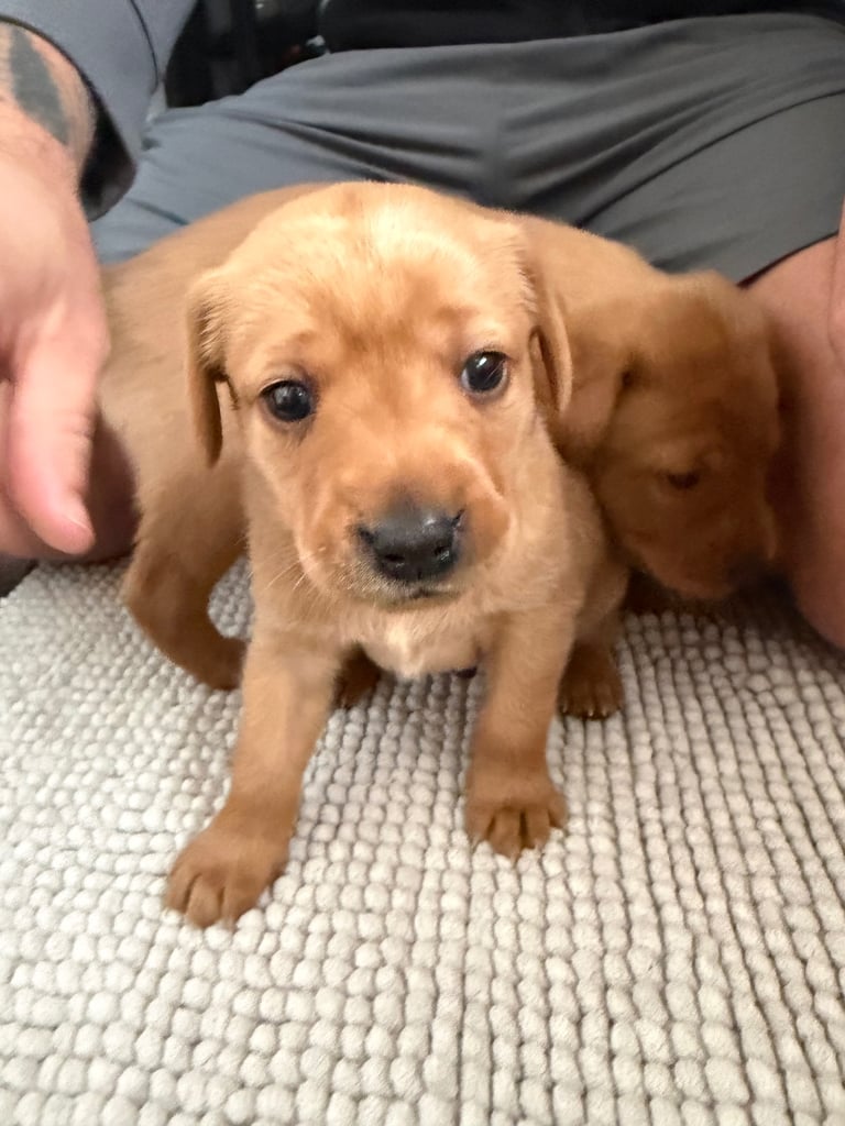 Fox red Labrador 