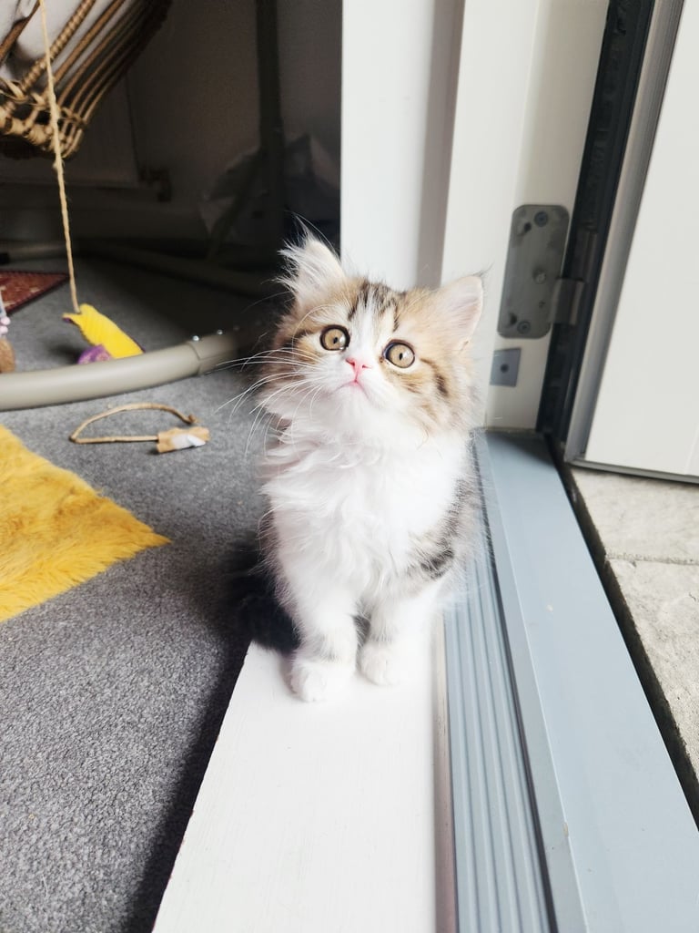 Pure persian doll face chinchilla kitten 