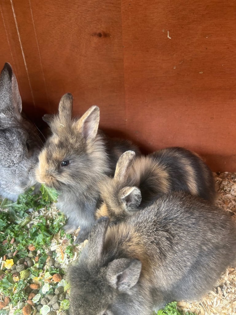 Baby rabbits 
