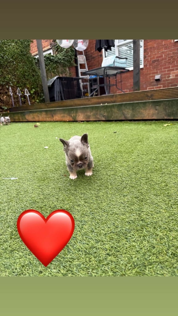 **Fluffy Frenchie’s**