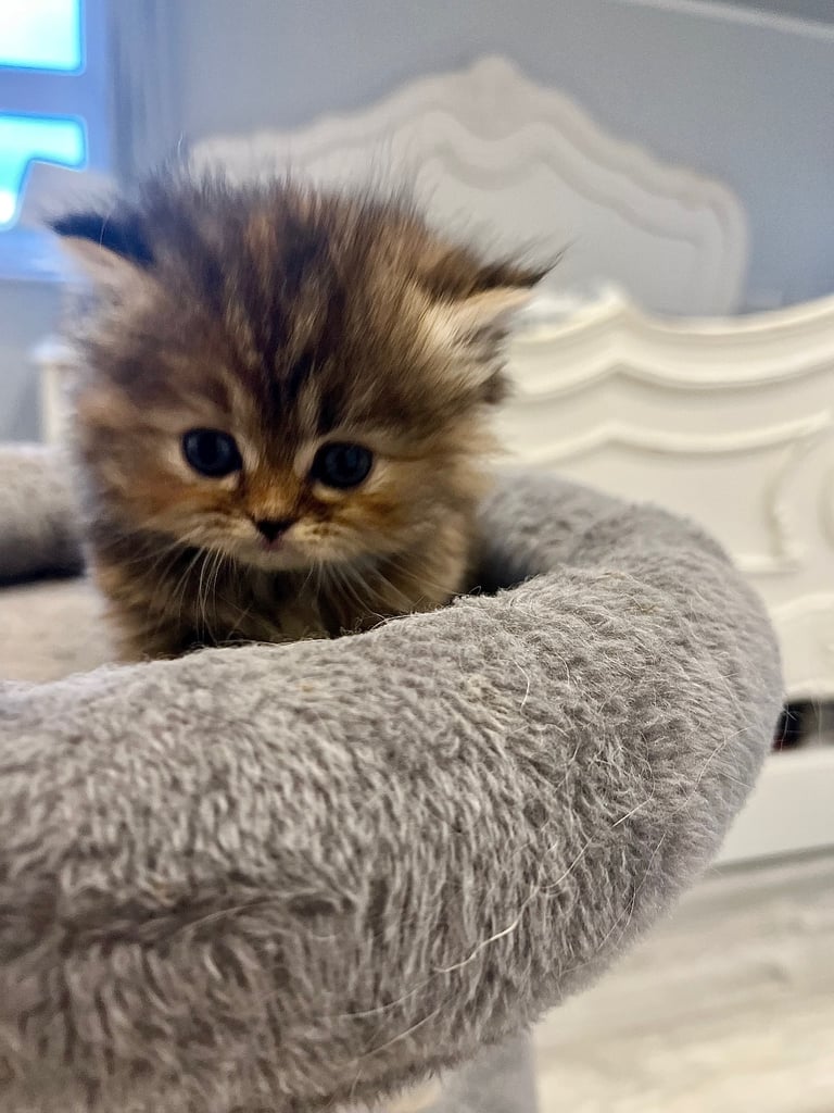Gorgeous litter of 6 PKD Negative Persian kittens