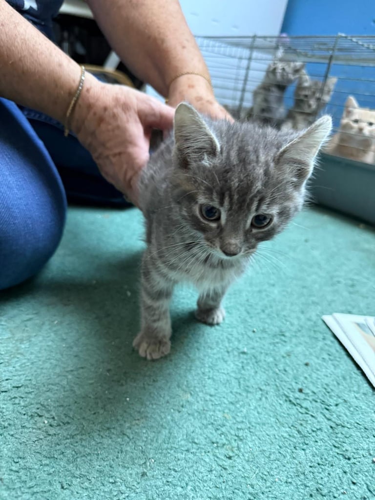 image for 3 blue and white stripped kittens for sale 