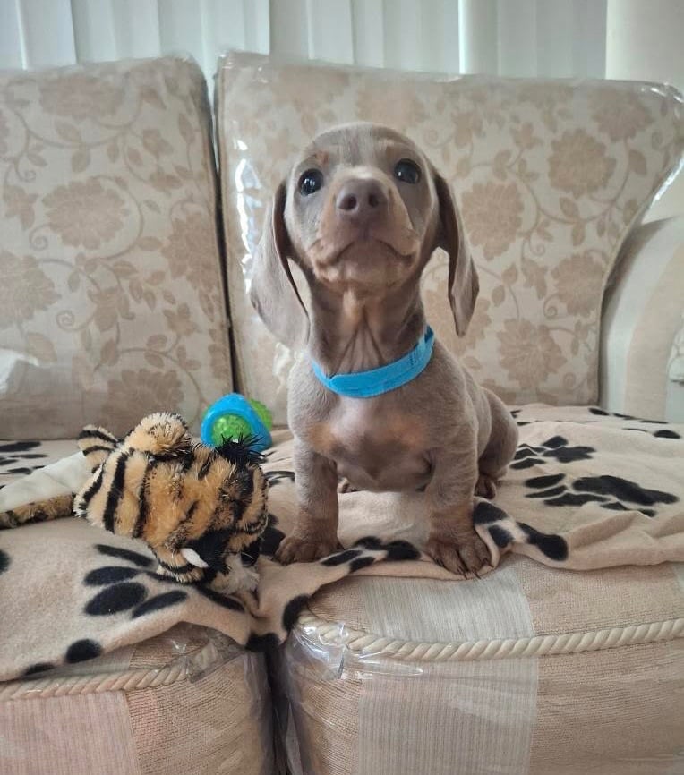 Miniature dachshund puppies (READY NOW)