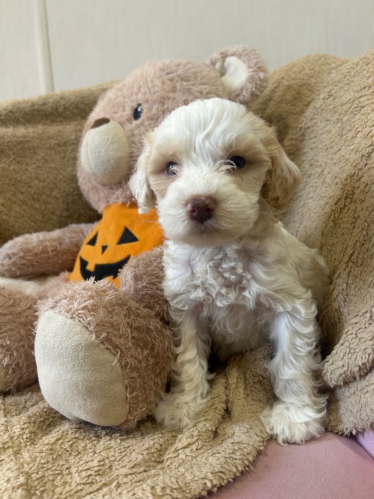 Beautiful Cockerpoo Puppies