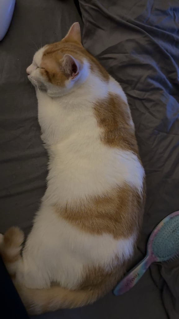 kitten