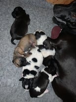 Miniature Jack Russel puppies for sale 