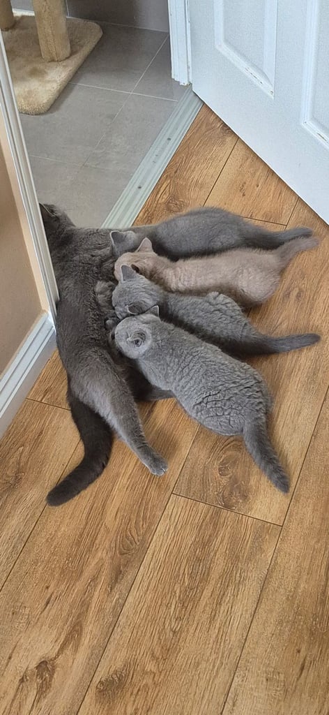 British shorthire kittens 
