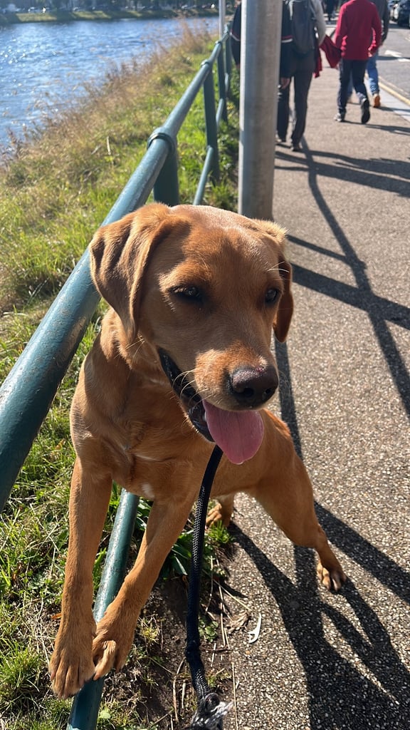 Kc fox red Labrador puppies ready 1 week 